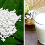 Củ sắn dây – thức uống giải khát và làm thuốc