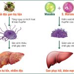 NHỮNG ĐỒ DÙNG CHỨA CHÌ, TRẺ EM NÊN TRÁNH XA