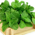 6 VỊ THUỐC TỰ NHIÊN CHỮA CẢM CÚM