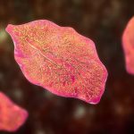 SÁN LÁ GAN: NGUYÊN NHÂN, BIỂU HIỆN, ĐƯỜNG LÂY TRUYỀN, CÁCH ĐIỀU TRỊ VÀ PHÒNG BỆNH